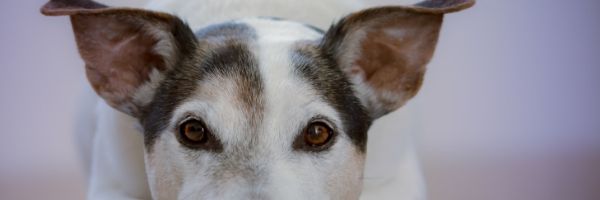 owning a dog with a busy schedule