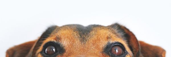 owning a dog with a busy schedule