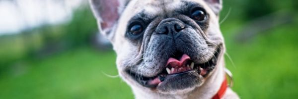 owning a dog with a busy schedule