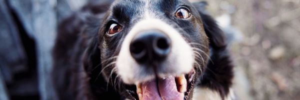 owning a dog with a busy schedule