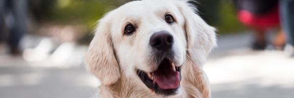 owning a dog with a busy schedule