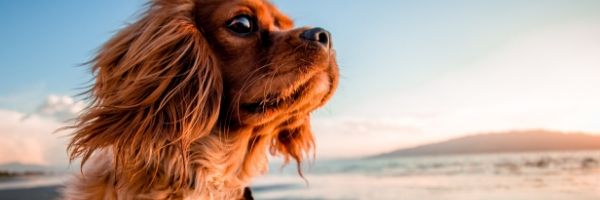 owning a dog with a busy schedule