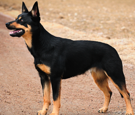Australian kelpie farm dogs