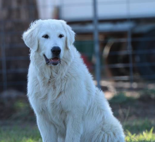 Maremma Sheepdog