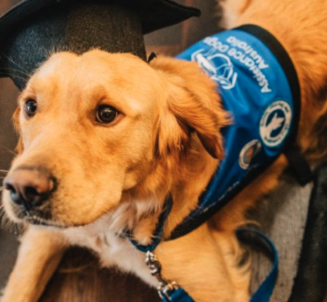 assistance dogs Australia