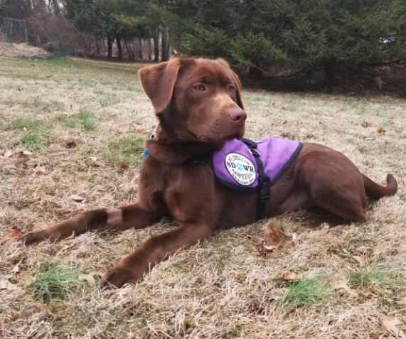 seizure response dogs
