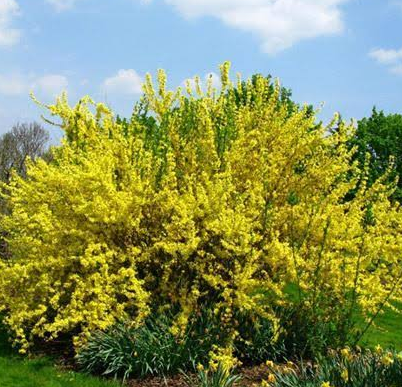 Forsythia  dog friendly