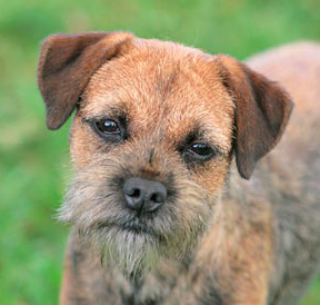 Border Terrie dog for kids with r no shedding