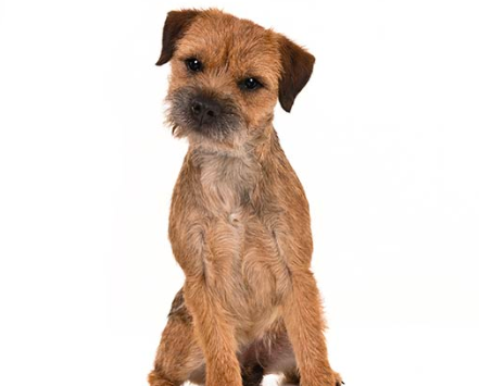 Border Terrier best small dog for kids no shedding