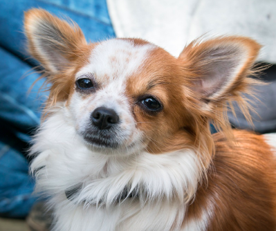 Chihuahua a good dog for seniors