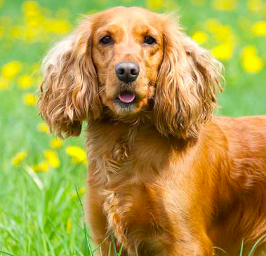 Cocker Spaniel is a suitable dog for kids