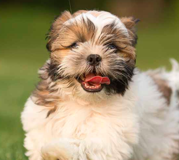 Havanese