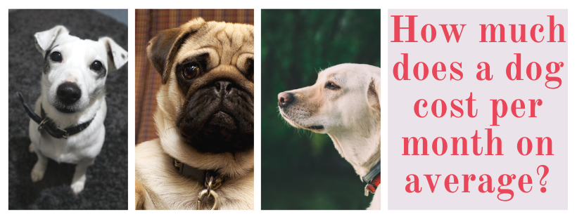 How much does a dog cost per month on average?