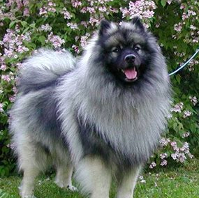 Keeshond