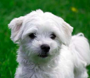 Maltese