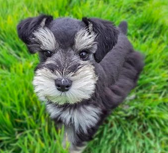 Miniature Schnauzer