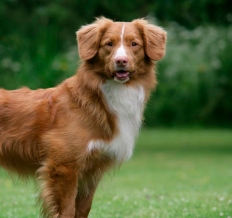 Nova Scotia Duck Tolling Retriever