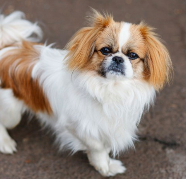 Pekingese