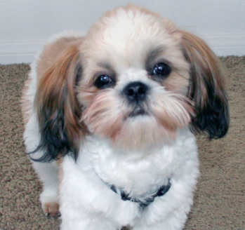 Shih Tzu Best Small Dogs For Seniors