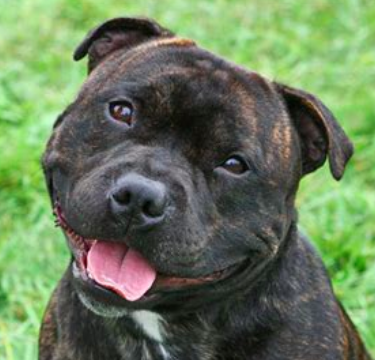 Staffordshire Bull Terrier a dog for kids