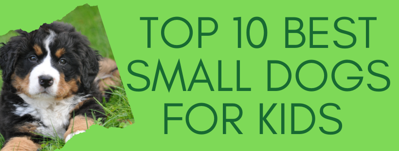Top 10 Best Small Dog For Kids No Shedding
