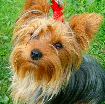Yorkshire Terrier