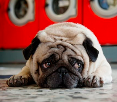 how to make your dog happy and not depressed by fixing boredom