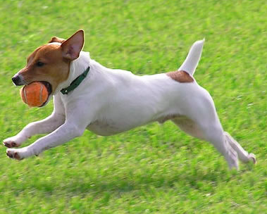 How To Groom A Dog Professionally