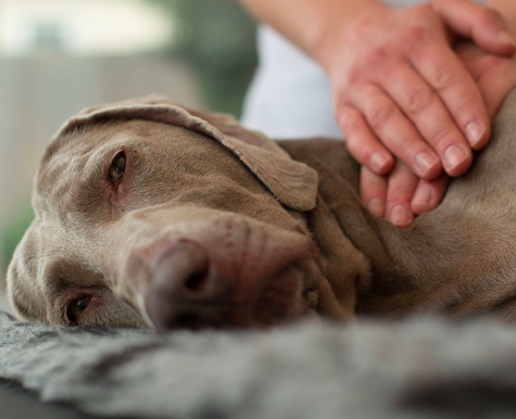dog massage