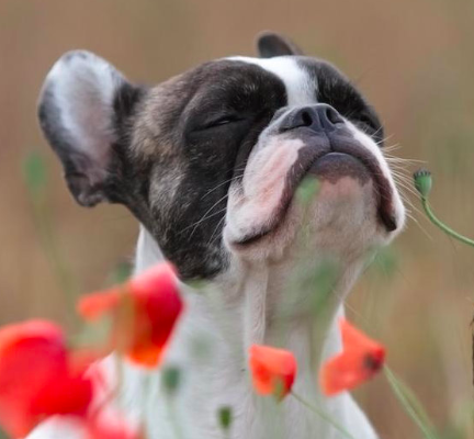 how to make your dog happy and not depressed 