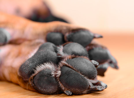 How To Groom A Dog Professionally