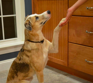 give your dog a hand