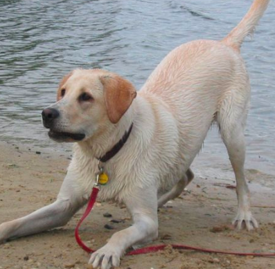 how to make your dog happy and not depressed 