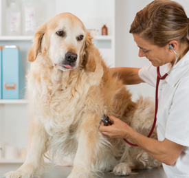 My Dog Won't Sleep After Surgery