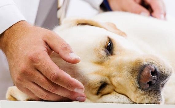 My Dog Won't Sleep After Surgery