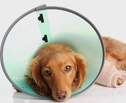 My Dog Won't Sleep After Surgery