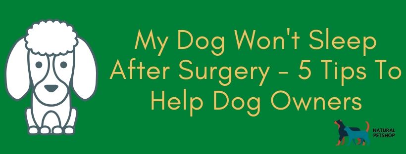my dog wont sleep after surgert