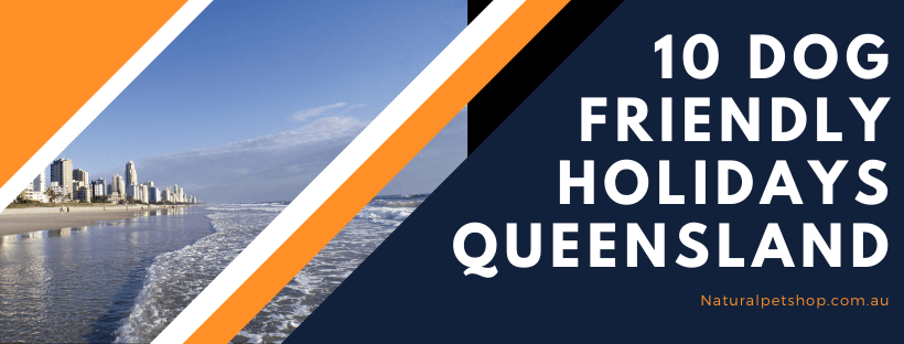 dog friendly holidays queensland