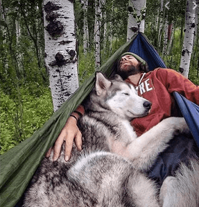 The best pet friendly hotels Tasmania