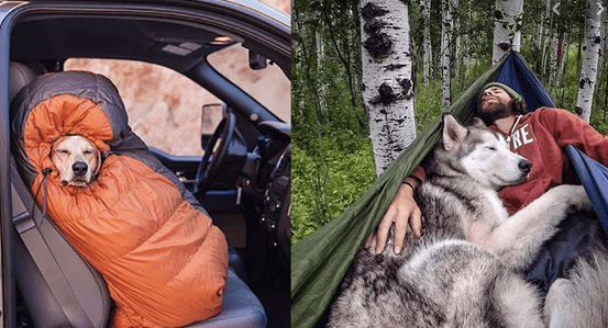 dog friendly camping south Australia