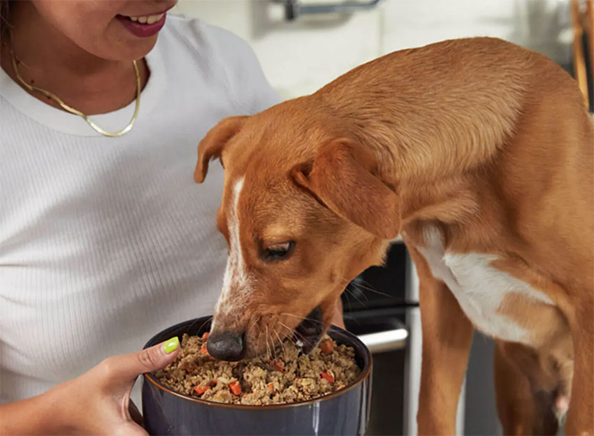 dog food delivered to home