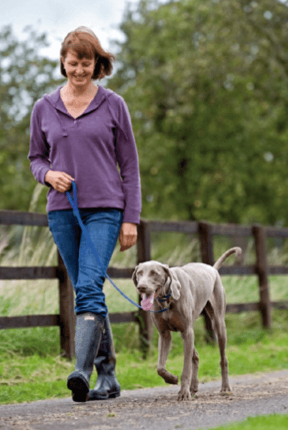 How to train your dog to walk on a leash - leash size