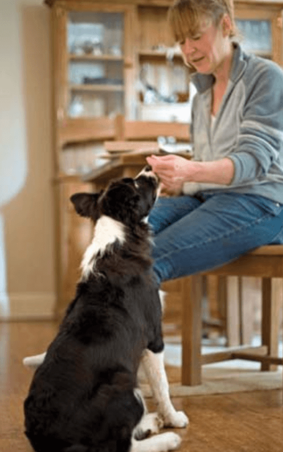 How to train your dog to walk on a leash - power of thought