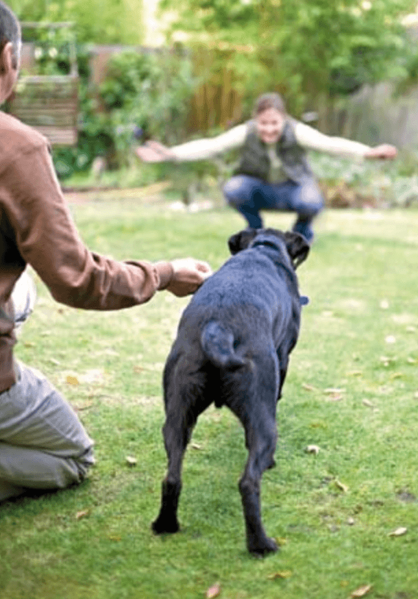 How to train your dog to walk on a leash - rewards