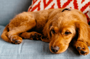 My dog has diarrhea and vomiting for 3 days