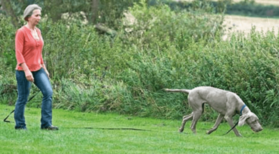 What do you do if an off-leash dog approaches you while you are walking a dog?