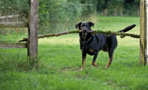 What do you do if an off-leash dog approaches you while you are walking a dog?