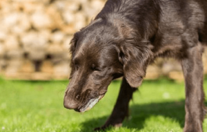 My dog has diarrhea with mucus for a week