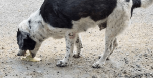 My dog has diarrhea and vomiting