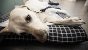 When is dog diarrhea an emergency – The complete guide